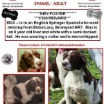 Max – Missing Springer Spaniel