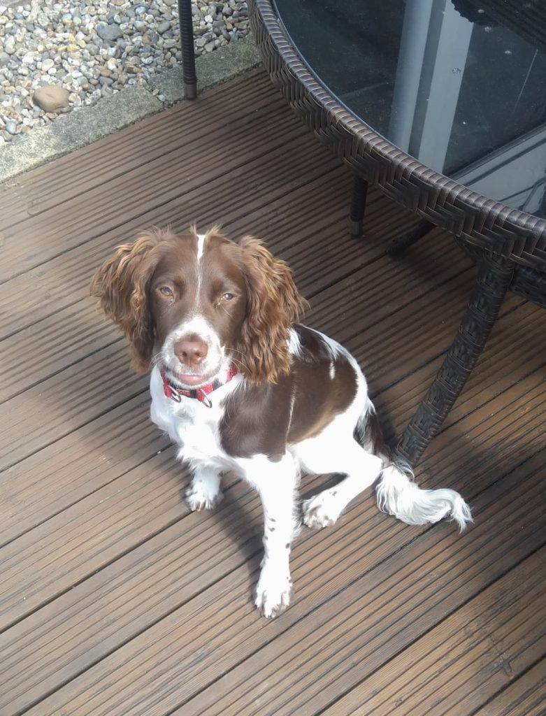 Springer Spaniel Rescue Re-homed dogs Archives - English Springer Spaniel Rescue - North West ...