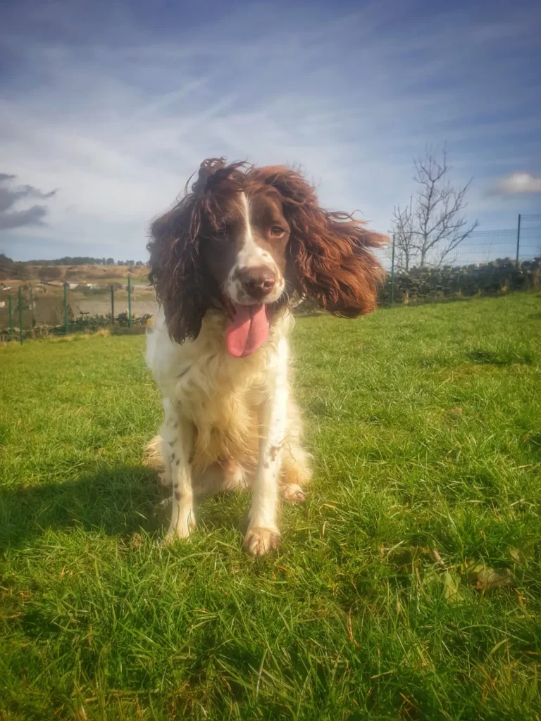 Springer Spaniel Rescue Dogs needing homes Archives | English Springer Spaniel Rescue - North ...