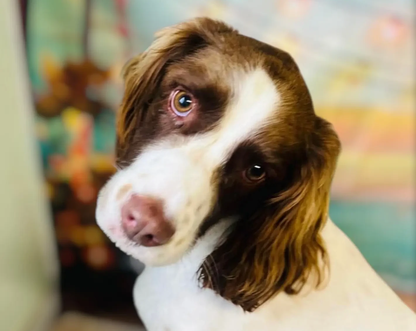 Springer Spaniel Rescue Jenson | English Springer Spaniel Rescue - North West England